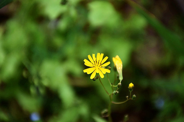 IIGF观点|范欣宇、庞心睿：温室气体减排交易中心发展经验——区域及创新篇 