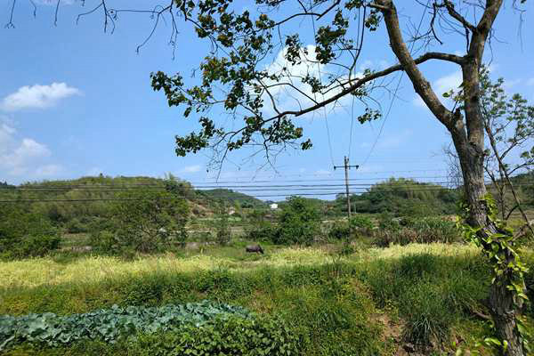 淮北市“三绿”协同发力 推动石质山绿化提质增彩