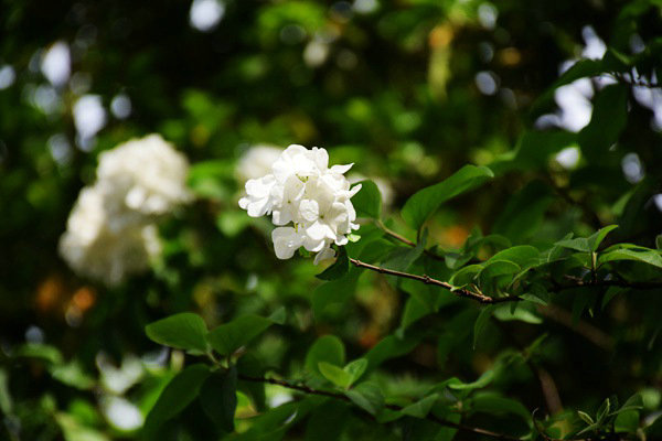 重庆市生态环境监测中心打造“美丽水源E卫士”系统：守护超大城市饮水安全防线