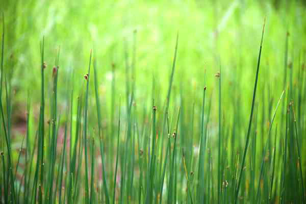 六安市四举措推深做实“农业绿”